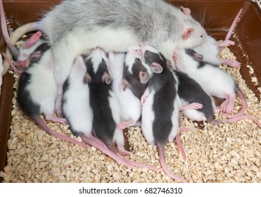 Ratones Bebes Imagenes Fotos De Stock Y Vectores Shutterstock