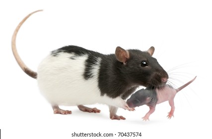 979 Mother Rat Images, Stock Photos & Vectors | Shutterstock