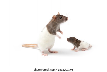 Baby Rat Images Stock Photos Vectors Shutterstock Baby Rat Images Stock Photos Vectors Shutterstock