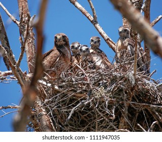 Mother Red Tailed Hawk In The Nest With Four Babies