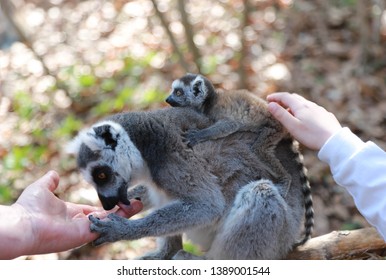 Mother And Baby Lemur Imagenes Fotos De Stock Y Vectores Shutterstock