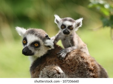 A mother Ring-Tailed Lemur with her babies - Powered by Shutterstock