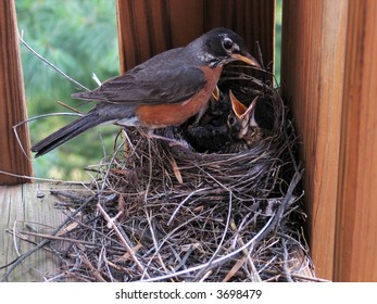 1,398 Robin Feeding Babies Nest Images, Stock Photos & Vectors ...