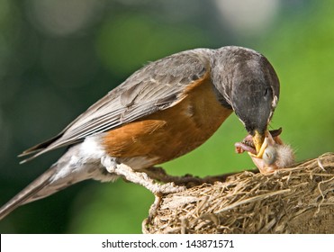 Birds Feeding Young Images, Stock Photos & Vectors | Shutterstock