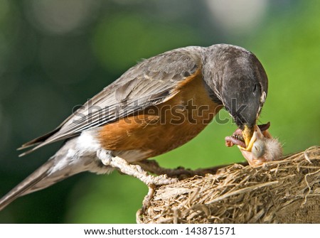 A mother robin feeding her baby worms, plenty of space for text