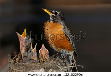 Mother Robin watching over three chicks in the nest