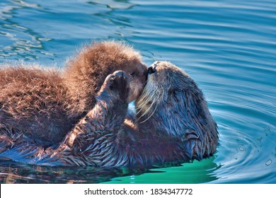 Mother sea otter kissing her baby on the lips.
