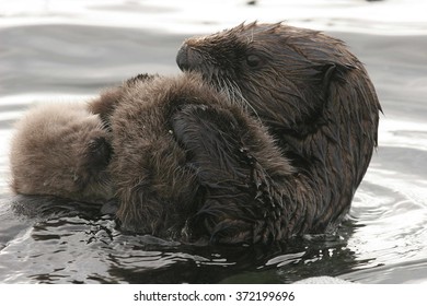 Mother Of Sea Otter With Newborn Pup