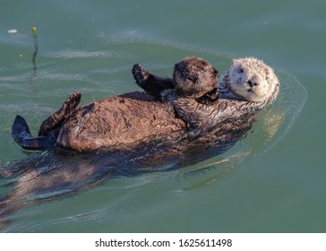 Mother Sea Otter With Pup On Her Belly