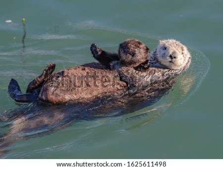 Mother sea otter with pup on her belly