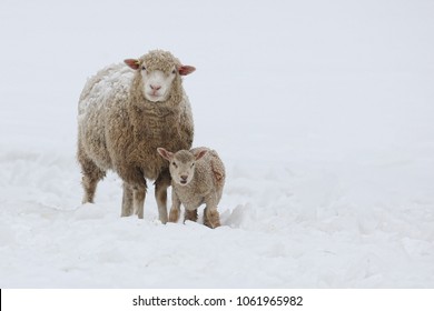 Mother sheep and baby lamb in the snow