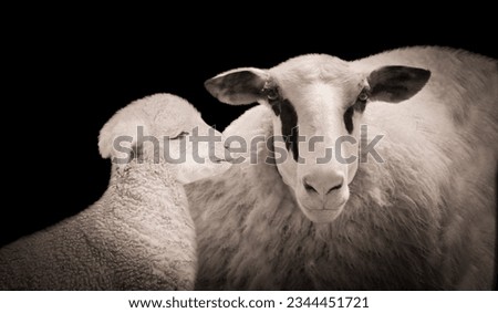 Mother Sheep And Cute Baby Sheep Together In The Black Background