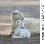 A mother sheep and her cute lamb resting closely together, the baby turns confidently to its ewe, Crete, Greece