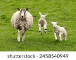 Mother sheep with her two happy, jumping lambs in Springtime.  Facing forward in lush green pasture.  Yorkshire Wolds.  UK.  Horizontal. Space for copy.