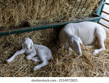 Mother sheep resting with her newborn lamb in cozy barn filled with fresh hay - Powered by Shutterstock