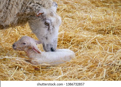 A Mother Sheep Tending To Her Newborn Lamb In A Bed Of Hay In A Farmyard Barn