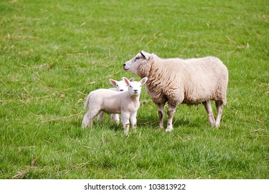 mother sheep with lambs images stock photos vectors shutterstock