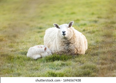 Mother Sheep Young Lamb Sleeping Beside Stock Photo 1696567438 ...