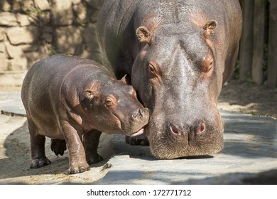 Hippo baby Images, Stock Photos & Vectors | Shutterstock