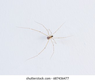 Spider Egg Stock Images Royalty Free Images Vectors