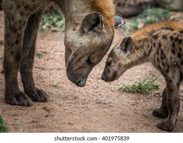 Mother Spotted hyena with cub in the Kruger National Park, South Africa.