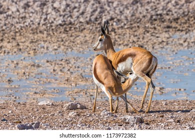 A Mother Springbok ( Antidorcas Marsupialis) Nursing Her Young, Etosha National Park, Namibia.