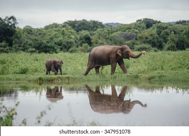 Mother Sri Lankan Elephant And Calf