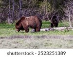 Mother and Subadult grizzly bear (Ursus arctos horribilis) in a meadow looking for food during spring in Grand Teton National Park, Jackson Hole, Wyoming, USA  