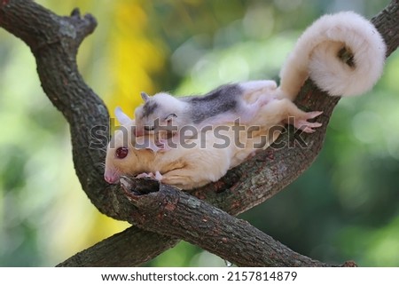 A mother sugar glider is foraging on a vine in the woods while holding her baby. This marsupial mammal has the scientific name Petaurus breviceps.