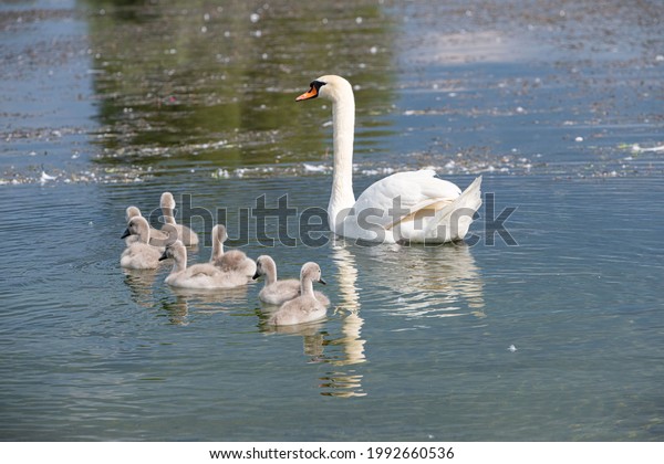 mother swan with
offspring's swimming at a
lake