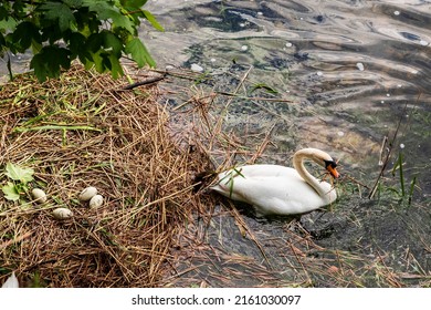 Mother Swan Protecting Her Nest With Eggs On A River. Family Concept. Next Generation Growth. Beautiful Nature Scene.