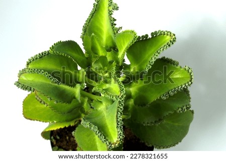 Mother of Thousands plant on a black pot isolated on white background. Mother of Thousands also known as Kalanchoe pinnata, cathedral bells, air plant, life plant, miracle leaf, and Goethe plant.