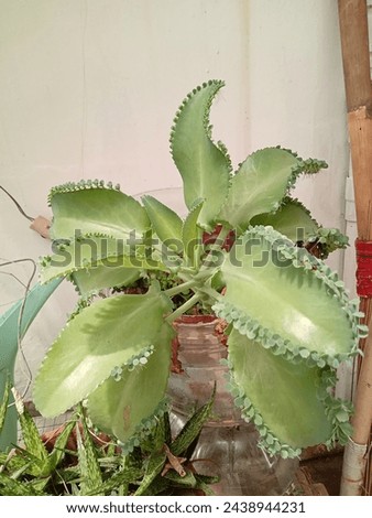 Mother of Thousands Plants in The Garden