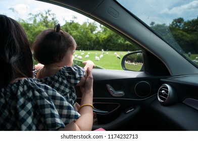 Mother And Toddler Girl Child Are Watching Animals At The Safari Park From Car. Wildlife Experience For Parents And Kids At The Zoo