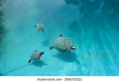 baby turtle swimming