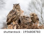 Mother and two beautiful, juvenile European Eagle Owl (Bubo bubo) in the nest in the Netherlands. Wild bird of prey with brown feathers and large orange eyes.