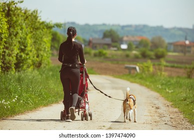 best prams for dog walking