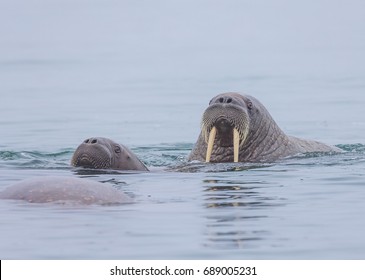 Mother Walrus And Calf In Svalbard