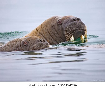 Mother Walrus With Her Young Calf Swim In The Cold Norway Waters