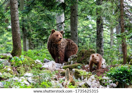 Similar – Braunbär im Wald Safari