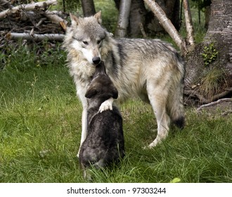 Mother Wolf and Black Wolf Pup