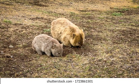 A Mother Wombat With Her Young Feeding On The Short Grass.