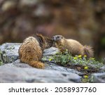 mother yellow bellied marmot touches noses with her young pup