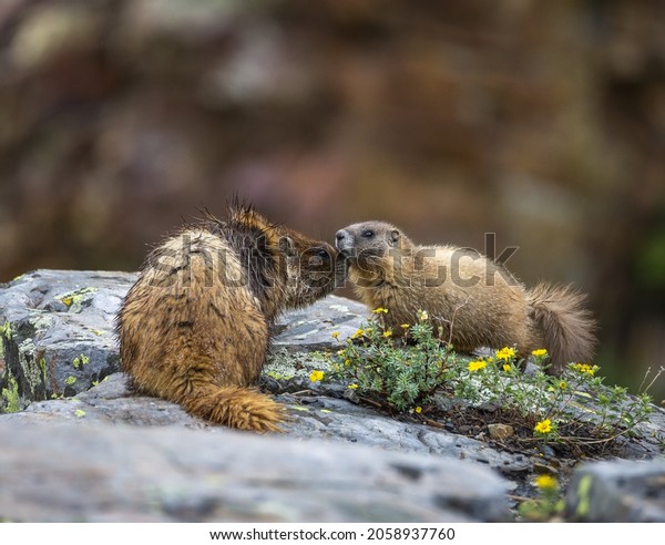 mother yellow bellied marmot touches noses with her\
young pup