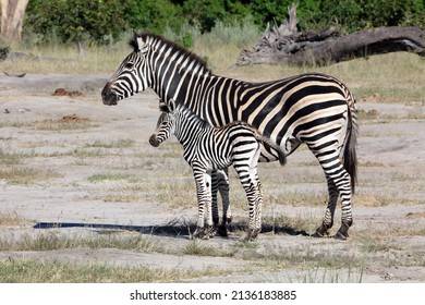 Mother Zebra With Foal, Okavango Delta Botswana
