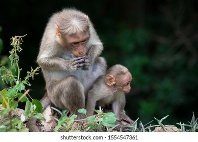 Motherhood, Bonnet Macaque, From Chinnar Wildlife Sanctuary 