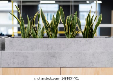 Mother-in-law's Plant In Modern Open Office Space. Green Plants In Modern Office. Concept Of Healthy Working. Hub, Co-working