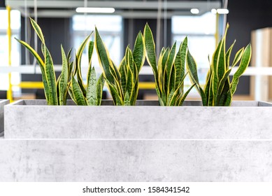 Mother-in-law's Plant In Modern Open Office Space. Green Plants In Modern Office. Concept Of Healthy Working. Hub, Co-working