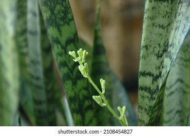 mother-in-law's tongue or snake plant flower blooming in garden 