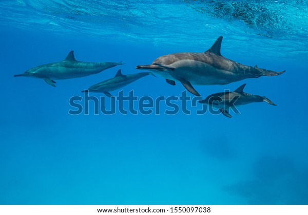 mothers and babies \
Spinner dolphins (Stenella longirorstris) swimming over sand in\
Sataya reef, Egypt, Red\
Sea